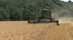Žně vrcholí: obilí bude hodně, chleba ale nezlevní