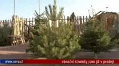 VIDEO: Ceny za vánoční stromky se letos moc nemění