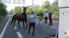 Uprchlý kůň prohnal pardubické strážníky! Museli uzavřít silnici