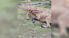 VIDEO: Krásné zvíře šláplo na minu a přišlo o nohu. Teď znovu chodí díky protéze