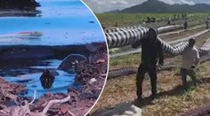 Zkáza v ráji! Známé pláže Mauriciu zaplavily tisíce tun ropy