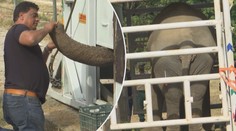 "Nejosamělejší slon na světě" dostal nový domov! Pomohla mu zpěvačka