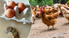V Česku zuří boj o cenu vajec. Kolik by měla stát? ANKETA