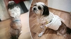 Agresivní dvojice psů děsí obyvatele Chrudimi! Útočí na zvířata i lidi