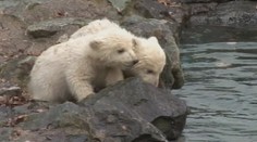 VIDEO: Medvíďata měla jen třicetiprocentní šanci na přežití