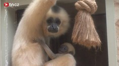 V Jihlavské zoo se narodil vzácný gibon. Zahrada ho má ve znaku