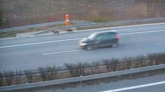 Překvapení na D11. Místo policistů zastavili provoz psi