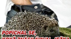 Popíchal se, když souložil s ježkem