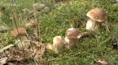Muž z Jihlavska našel 60 obřích hřibů za jedinou hodinu