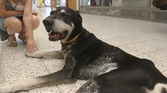Psa někdo v horku uvázal u obchodu. Utekl se schladit do supermarketu
