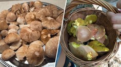 Plné košíky a masáková invaze. Houbaři mají žně, nezbývá už ale moc času