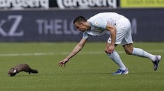 Neuvěřitelné! Na hřiště vběhla kuna a kousla hráče, který ji chytil