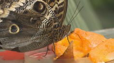 Pražská botanická zahrada vítá jaro. Kvetou šeříky i sakury