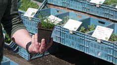 V Litoměřicích startuje Zahrada Čech. K obdivu a ke koupi jsou stovky druhů květin