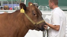 Přehlídka nejkrásnějších českých krav: V Budějovicích vrcholí agrosalon Země živitelka