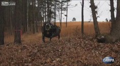 VIDEO: Vojákům bude pomáhat mula bez hlavy