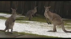 VIDEO: Austrálii zasypal sníh, mrzli klokani i surfaři