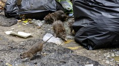 V evropském hlavním městě vypukla epidemie. Situace je vážná