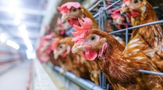 Drůbež v Polsku krmili chovatelé technickými oleji. Vyrábí se z nich paliva