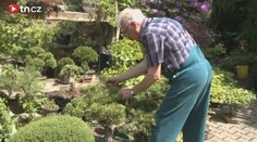Ukradli mi celý život, zoufá muž, který přišel o bonsaje za miliony