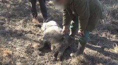 V Praze ohrožoval lidi agresivní divočák. Nakonec musel být utracen