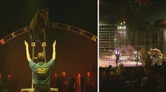 VIDEO: Patří zvířata do cirkusu nebo ne? HLASUJTE