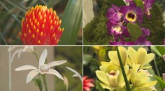 Květiny, které pamatují dinosaury. Muzeum láká lidi na výstavu orchidejí