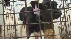 Opatření kvůli slintavce a kulhavce v Česku končí. Zoo se opět rozjíždí naplno