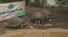 Želvy sloní dostaly v londýnské zoo nový domov. Je dvakrát větší