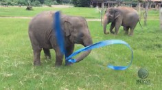 Tohle vás dostane: Osvobozené slůně si hraje se stuhou