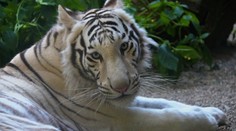 Bílí tygříci opouští libereckou zoo. Krasavci míří do Francie