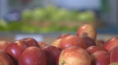 Počasí přeje ovocnářům. Úroda je lepší než vloni, velké zlevňování ale neplánují