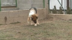 Lidé poslali týrané fence 745 tisíc! Peníze pomůžou i dalším psům