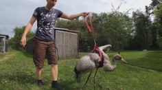 Mládě jeřába se při letu poranilo o sloup. Starají se o něj ošetřovatelé