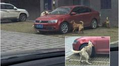 Řidič nakopl psa, ten se vrátil s kamarády a rozkousal mu auto!