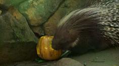 Před pražskou zoo se tvoří fronty. Zvířata si užívají dýňové hody