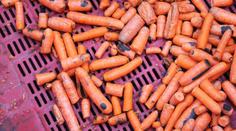 Z Polska k nám vezli zeleninu plnou olova a pesticidů!