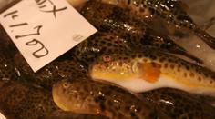 FUGU - jediné sousto vás může zabít