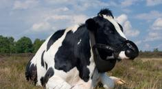 Roušky už i pro krávy? Masky ochrání životní prostředí před jejich říháním
