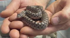 V brněnské zoo se vylíhla mláďata vzácného hada. Při ohrožení vydává překvapivý zvuk
