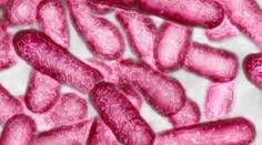 V teplé vodě z českobudějovické teplárny může být nebezpečná legionella