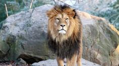 Zoo Plzeň přišla o oblíbeného lva. Při pitvě odhalili závažný problém