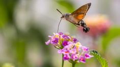 Máme na zahradě kolibříka, volají Češi expertům. Ti vysvětlili, o co jde