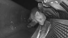 Kuna dokáže způsobit obří škody. V domě může využít každou skulinu