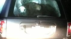 VIDEO: Troubil na klakson! Hladový medvěd uvízl v autě a nemohl ven!