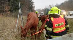 Nečekaný zážitek pro řidiče. Na dálnici D1 se proháněli koně