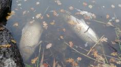 Stovky mrtvých ryb na Nymbursku. Rybáři jsou zoufalí, situaci řeší hasiči