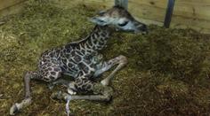 "Animal boom" v pražské zoo: Ke slůněti přibylo mládě žirafy