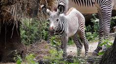 Roztomilé video: V brněnské zoo dělá radost mládě zebry!