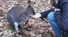 Klokan Skippy utekl z minizoo v Jáchymově. Nestalo se to poprvé